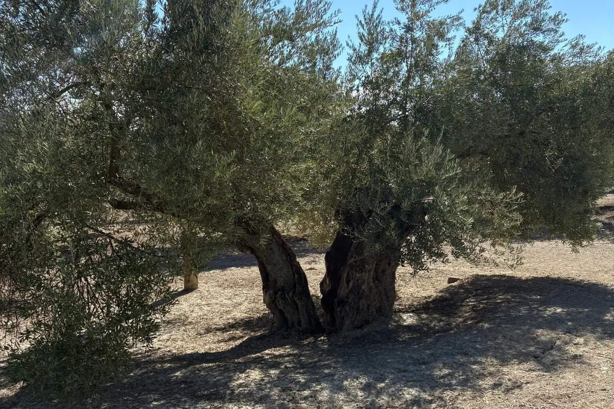 Ancient gnarled Picual olive tree trunk in Jaén province, over a thousand years old