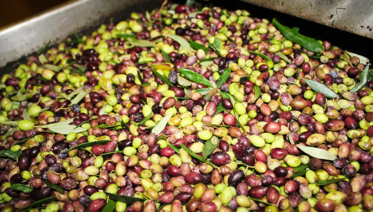 Freshly harvested green olives from a Jaén province olive grove