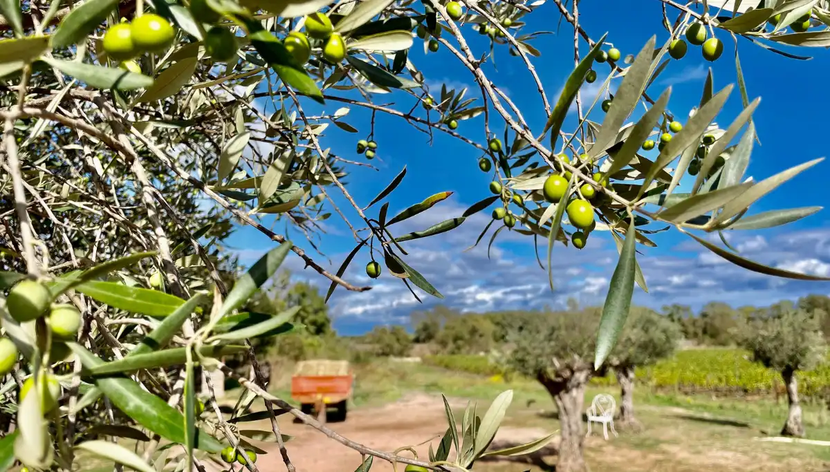 Olive grove with green olives ripening on the branch in Jaén province