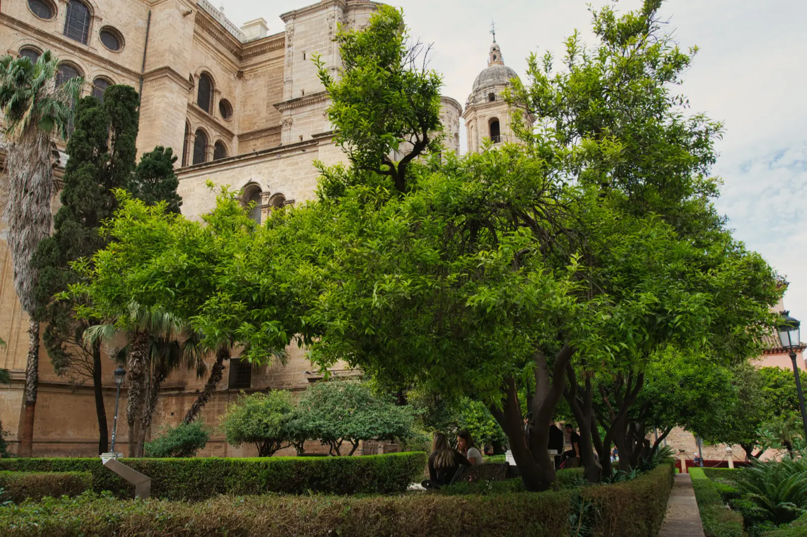 Málaga Cathedral's honey-stone facade and dome rising above the orange trees and clipped hedges of its garden