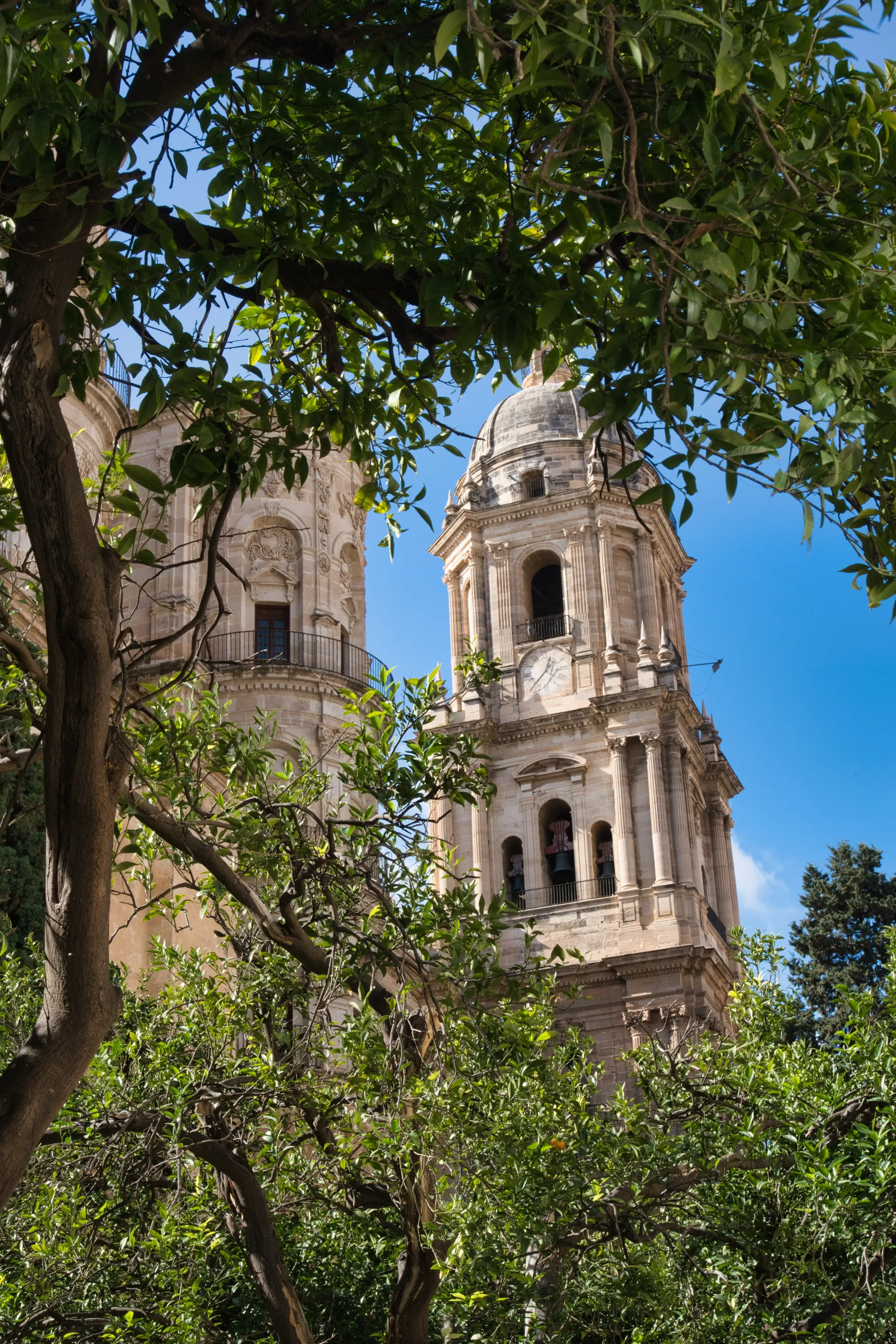 Málaga Cathedral viewed through palm trees from the gardens below