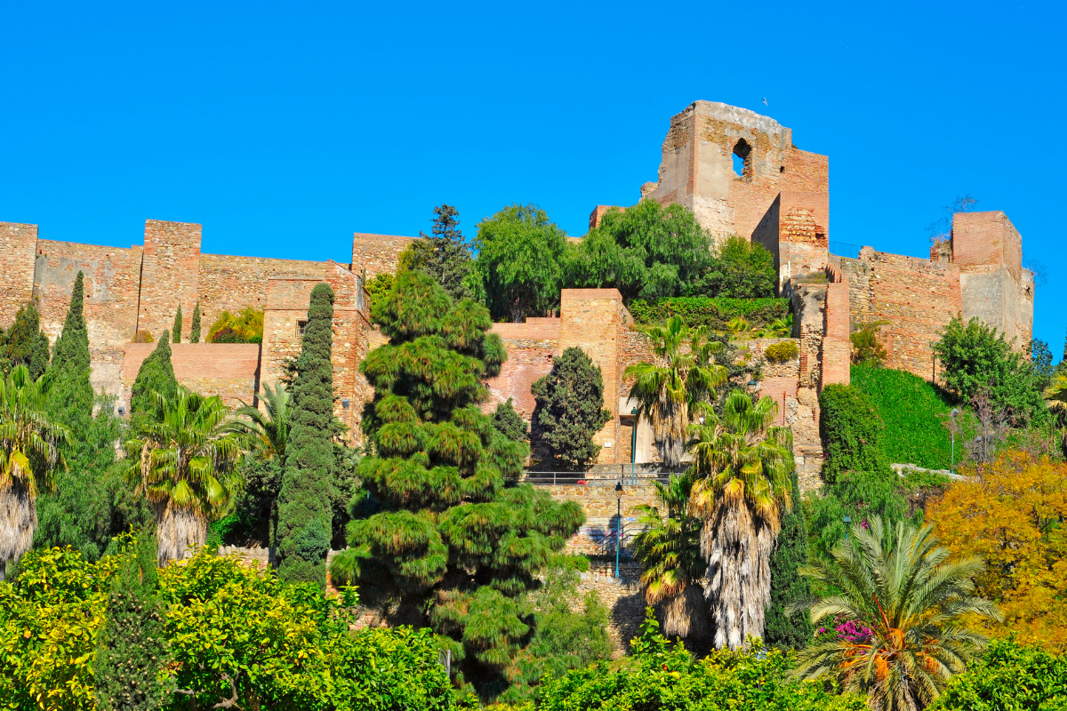 A jacaranda tree in full purple bloom beside the Alcazaba walls in Málaga