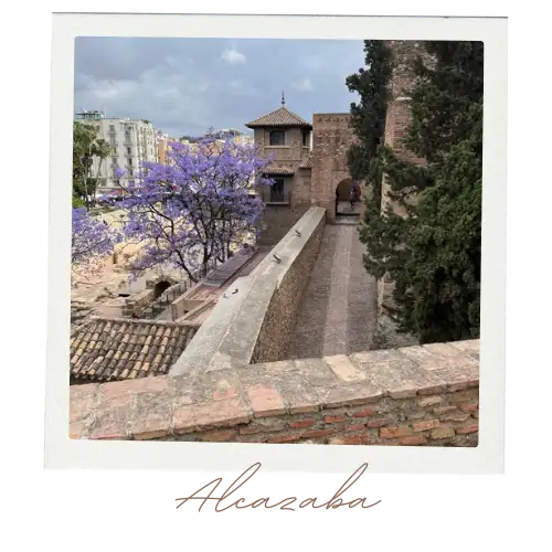 A jacaranda tree in full purple bloom beside the Alcazaba walls in Málaga