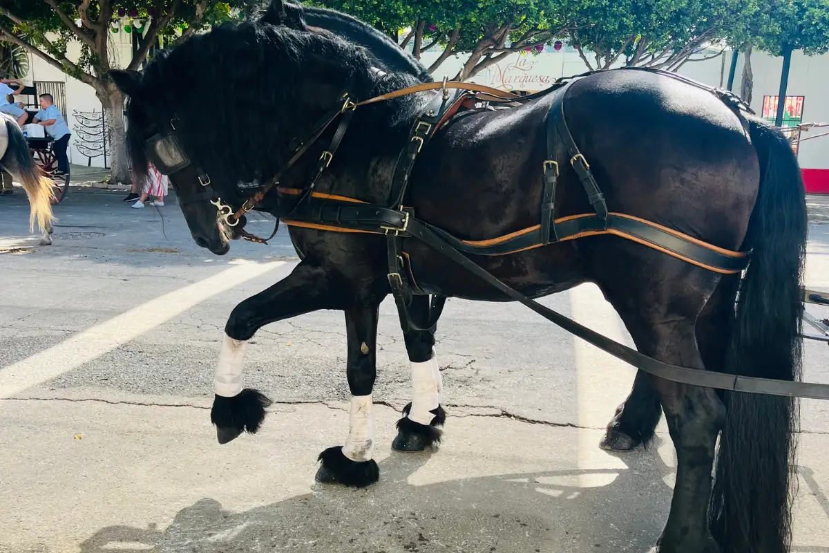 Horse-drawn carriage at a traditional Andalusian feria