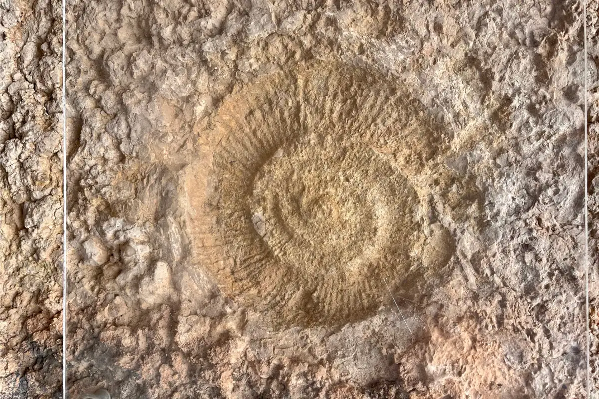 Close-up of a fossil embedded in the rock face along the Caminito del Rey trail