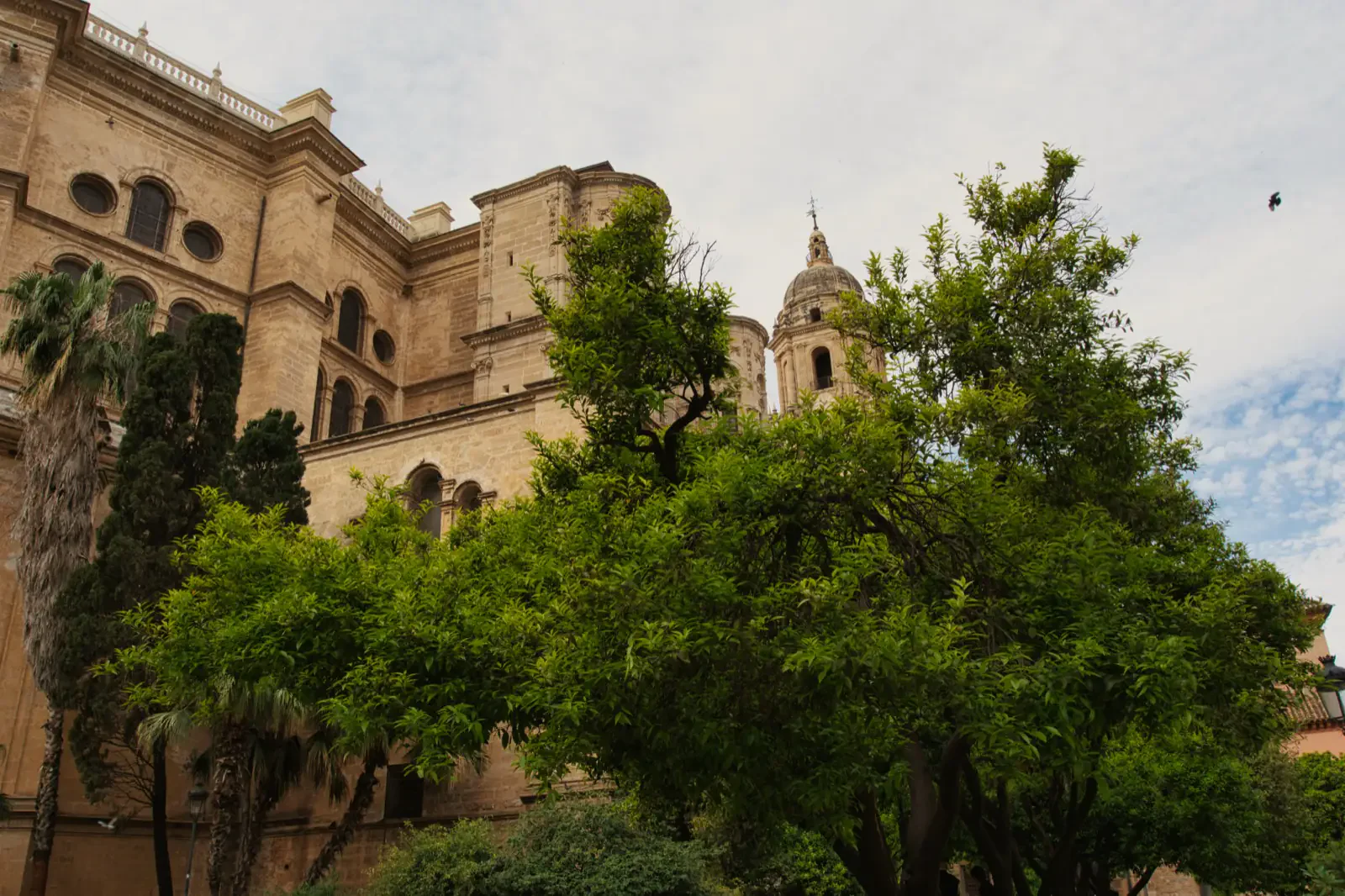 Málaga Cathedral bell tower and domes seen through orange trees