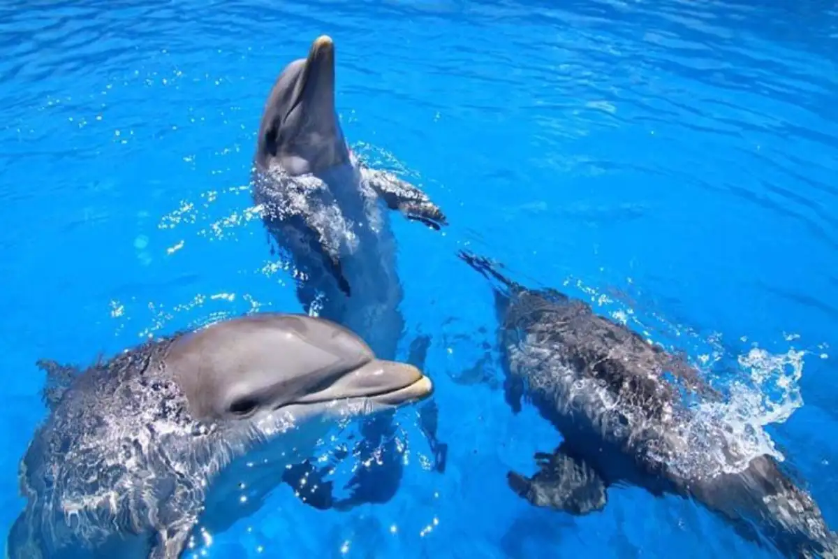 Dolphin show at Selwo Marina aquarium park in Benalmadena