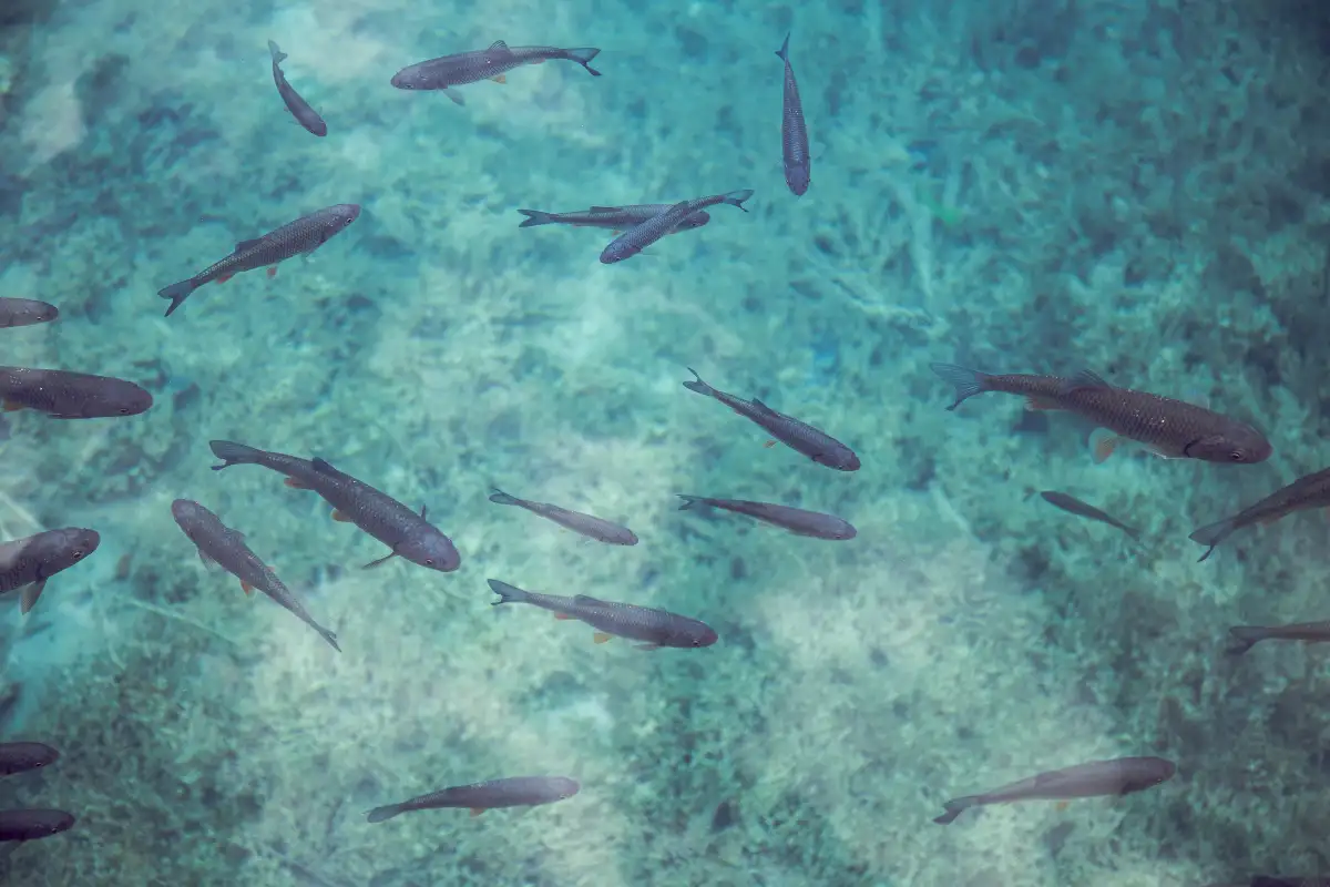 Fish swimming near the port steps in Malaga harbour
