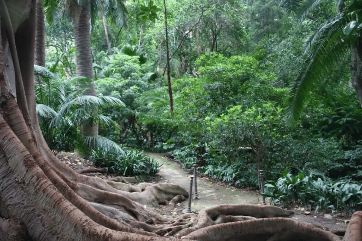 Path winding through the subtropical planting at La Concepción botanical garden in Málaga