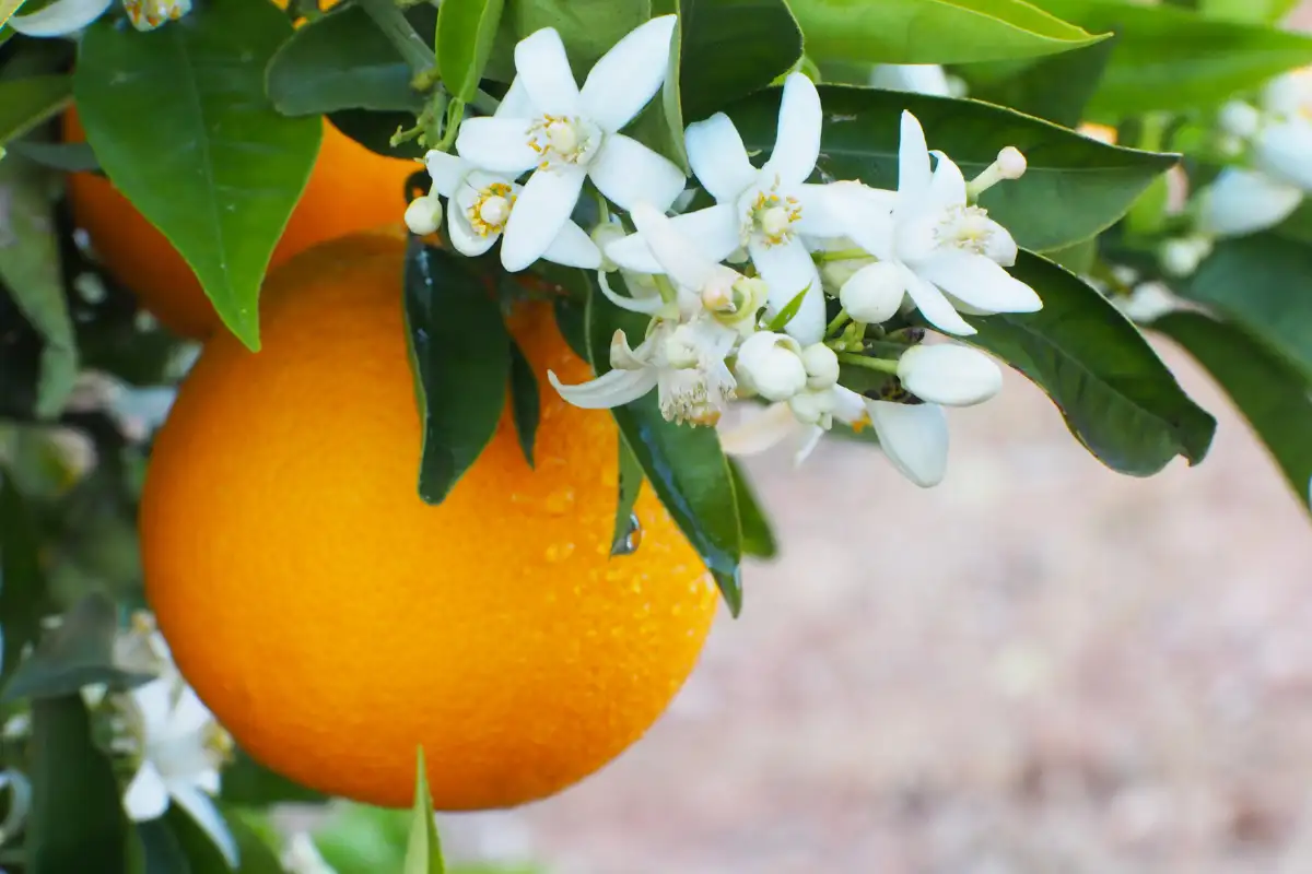 Orange trees in bloom lining a street in Seville in spring