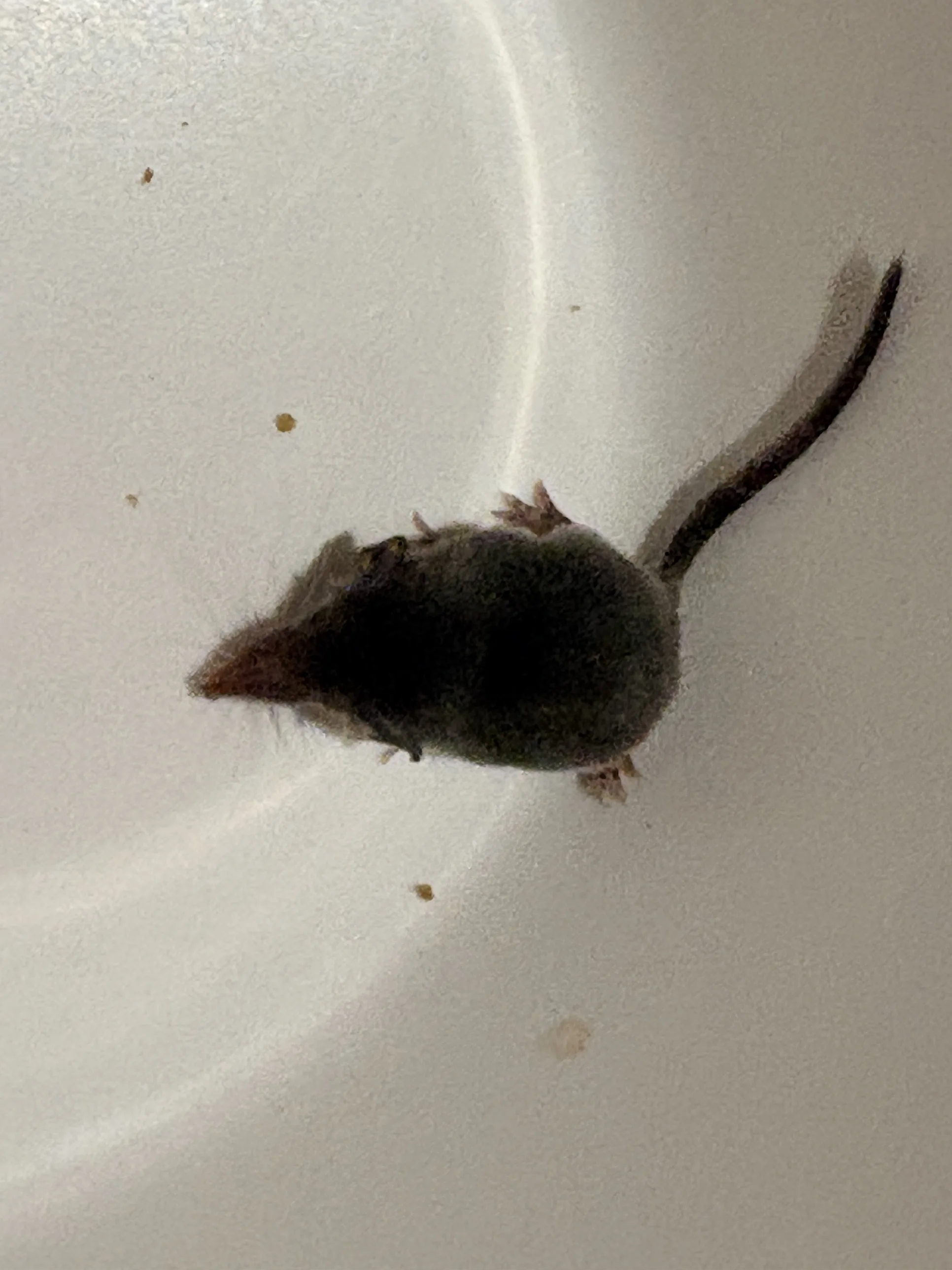 A tiny dark grey shrew with a long pointed snout and a thin tail, about the size of a thumbnail, sitting in a white plastic bucket in a flat in Málaga centro