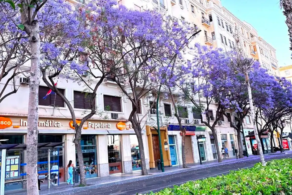 Street in Málaga lined with purple jacaranda trees in full bloom in May