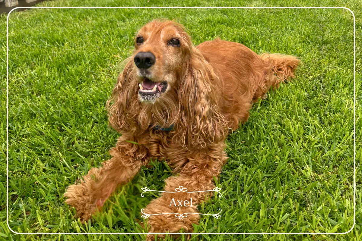 Axel the cocker spaniel lying on grass in Spain