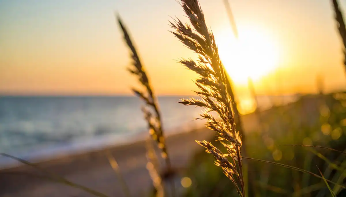 Sun setting behind the Artola sand dunes and boardwalk at Cabopino beach near Marbella