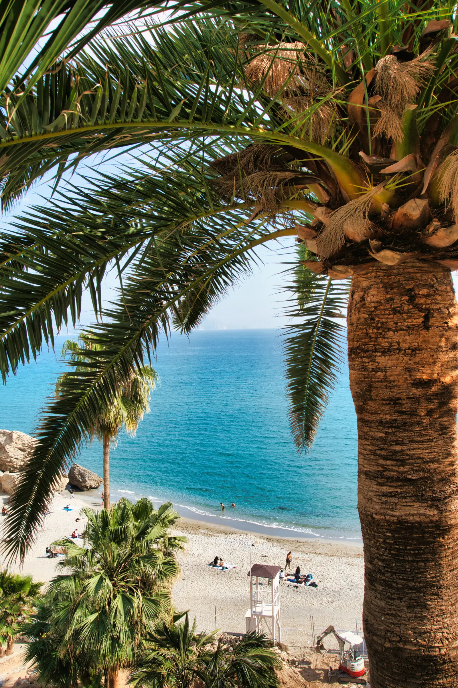 large parlm tree with idealic blue sea waters in the backround in nerja