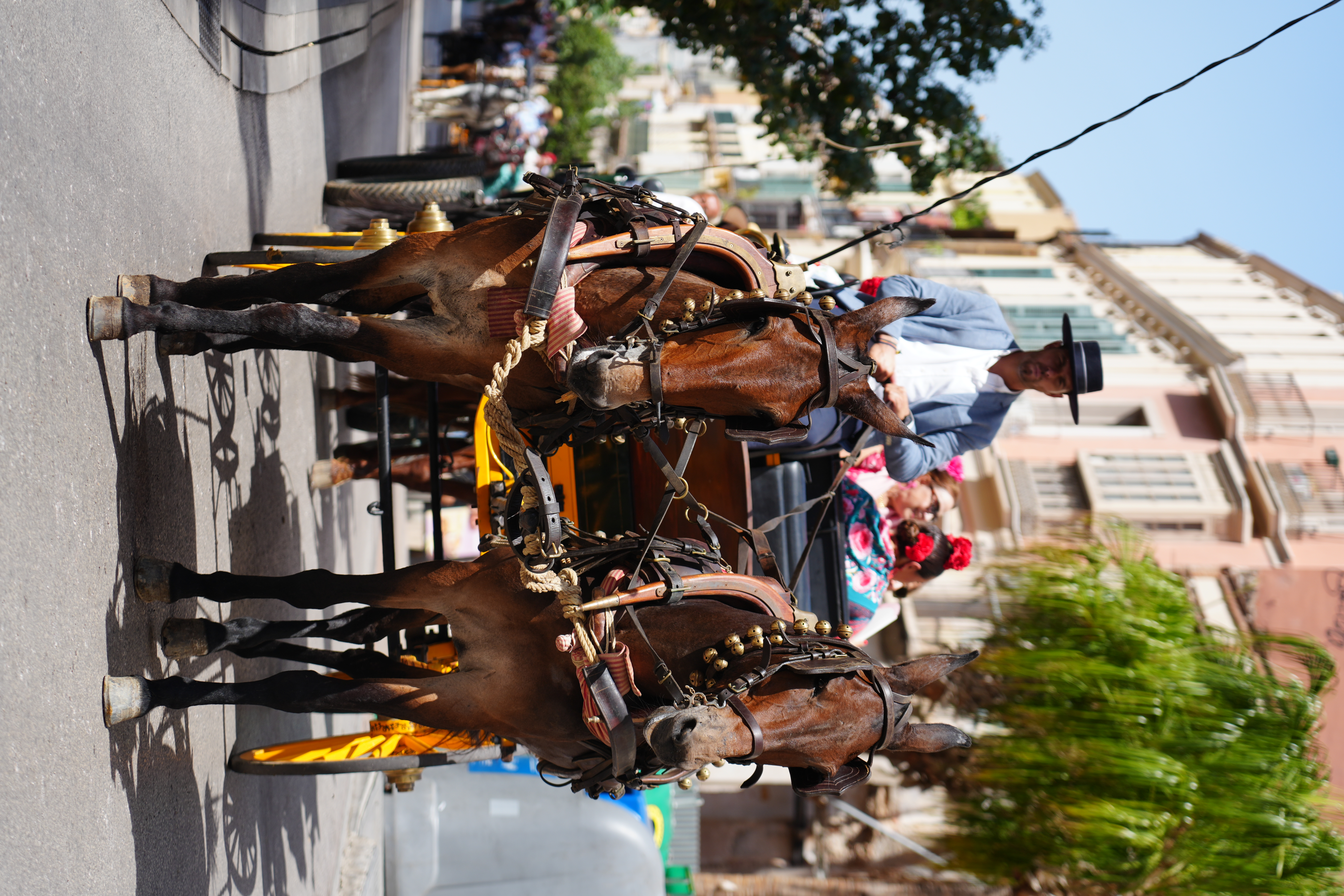 Decorated carriage horses in Malaga's romeria procession, with a woman in traditional dress