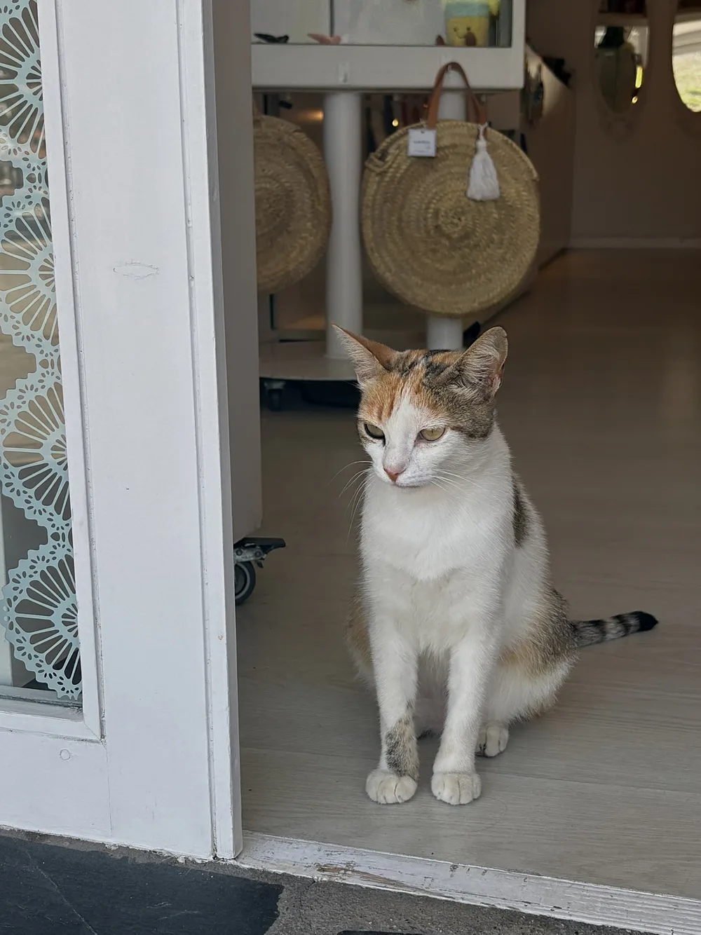 A calico cat sitting in a shop doorway in Cadaqués with round straw bags hanging behind it