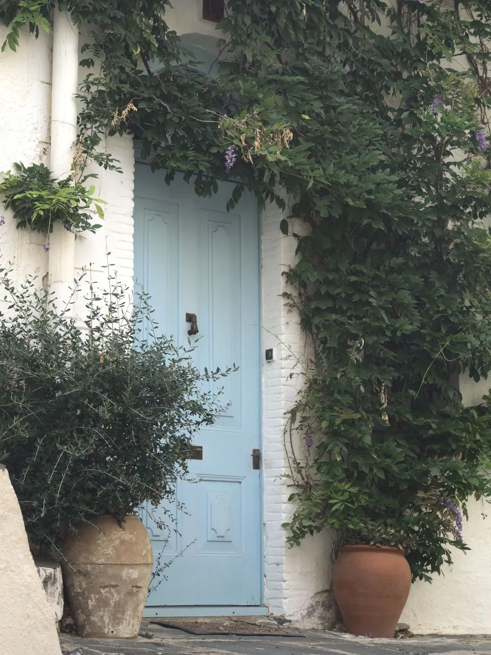 A pale blue door framed by wisteria and an olive-green shrub in a terracotta pot, set in a white wall in Cadaqués