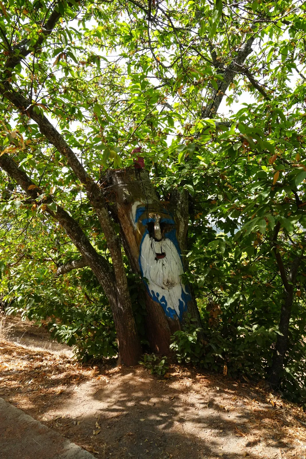 A face with a long blue and white beard painted on a tree trunk among chestnut branches