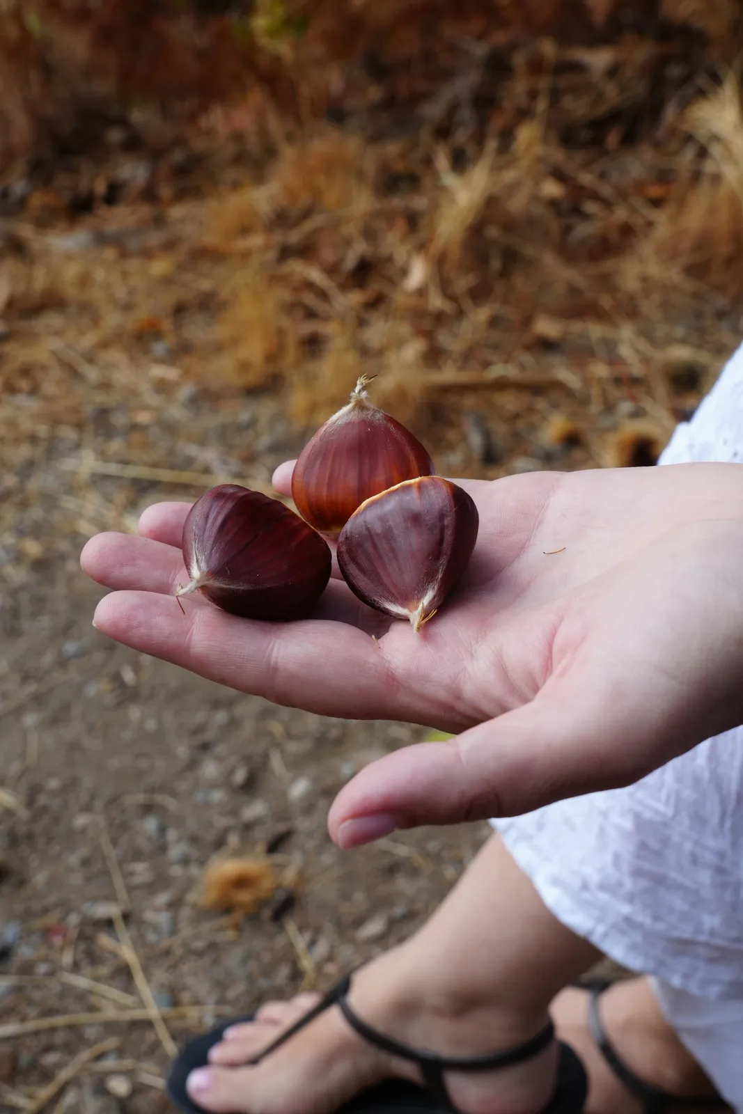 Three shiny brown chestnuts in an open palm, with dry leaves and a sandalled foot in the background