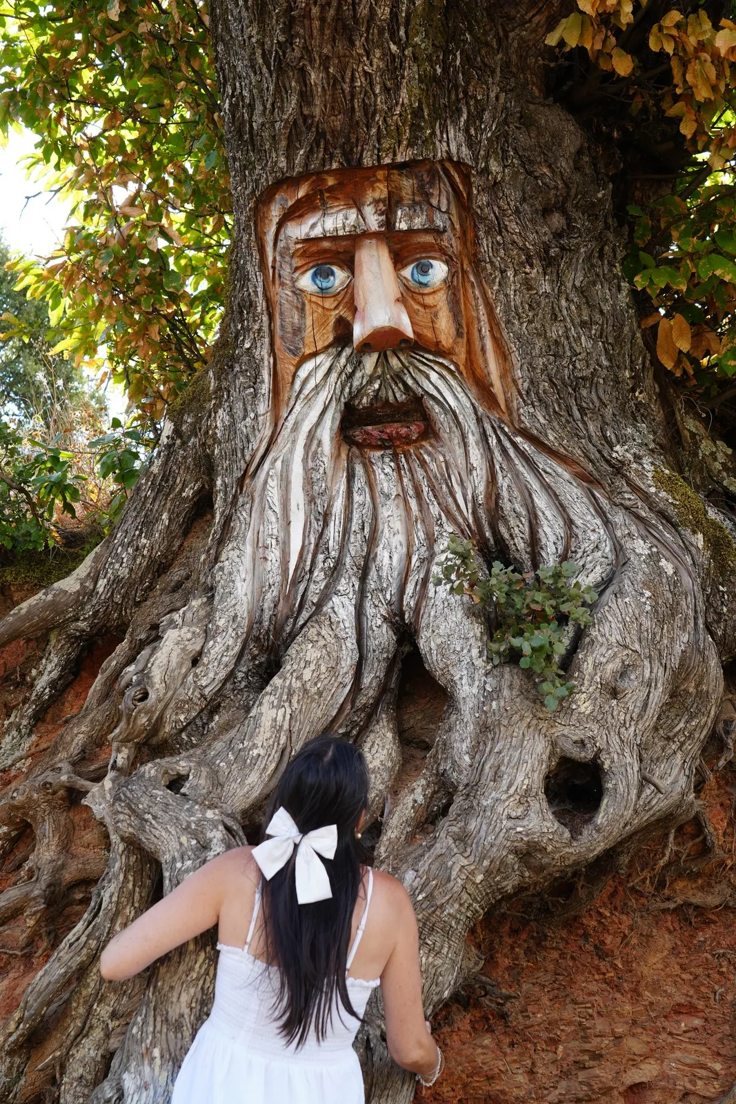 Heidi seen from behind in a white sundress with a white bow in her hair, reaching towards a face carved into a chestnut trunk, with blue eyes and a long white beard