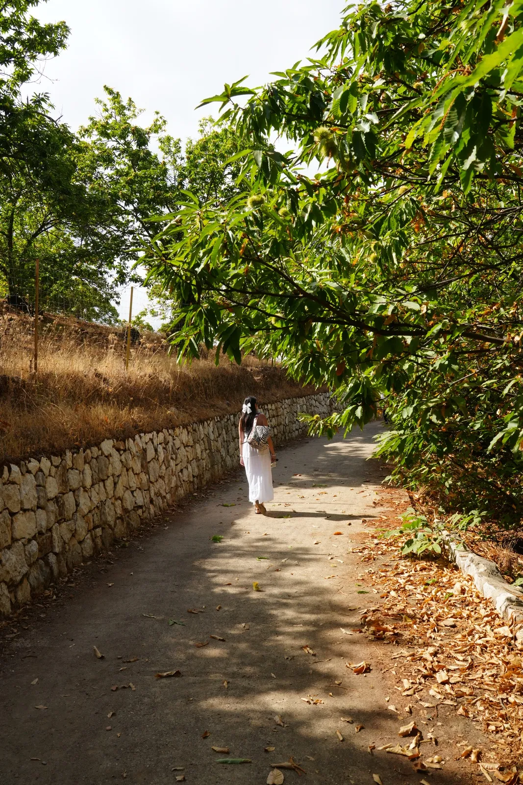 Heidi in a white sundress walking along a wide gravel road beside a dry-stone wall, under chestnut trees with green spiky husks hanging in the branches