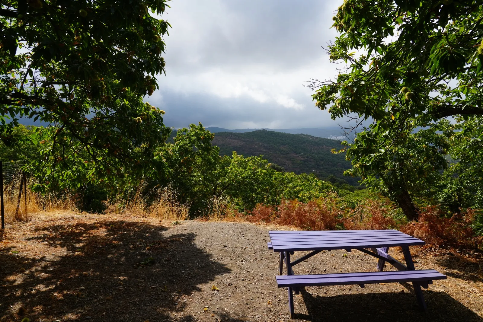 A purple picnic table under chestnut trees with a view over the valley and distant hills