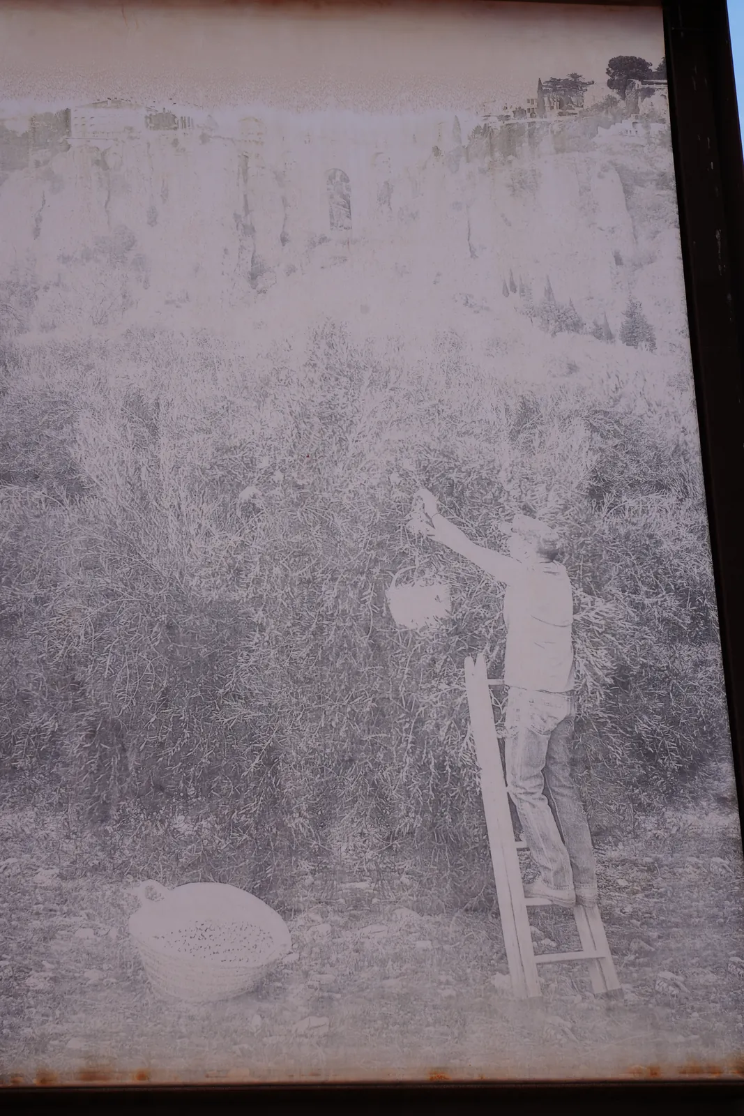 Sun-faded black and white photo in the LA Almazara car park showing a man on a ladder picking olives with Ronda's gorge behind him