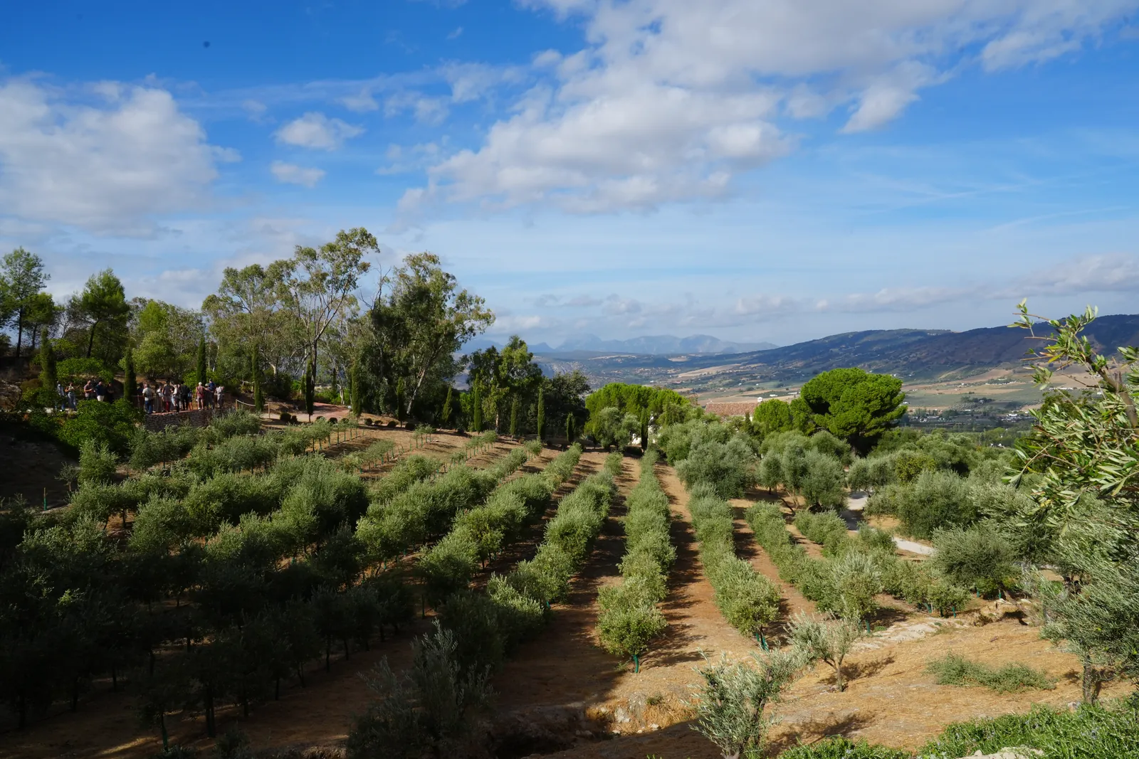 Rows of young olive trees on the variety walk at LA Almazara with the Serranía de Ronda hills behind
