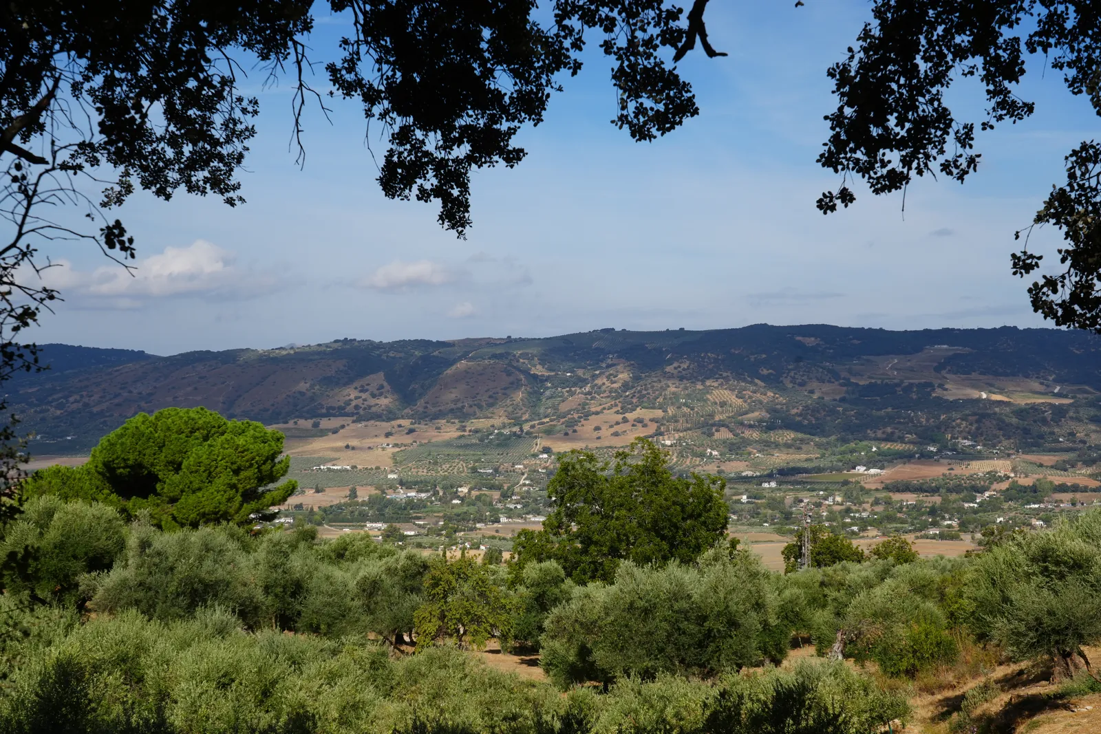 View over olive groves and the Serranía de Ronda hills framed by oak branches from the grounds of LA Almazara