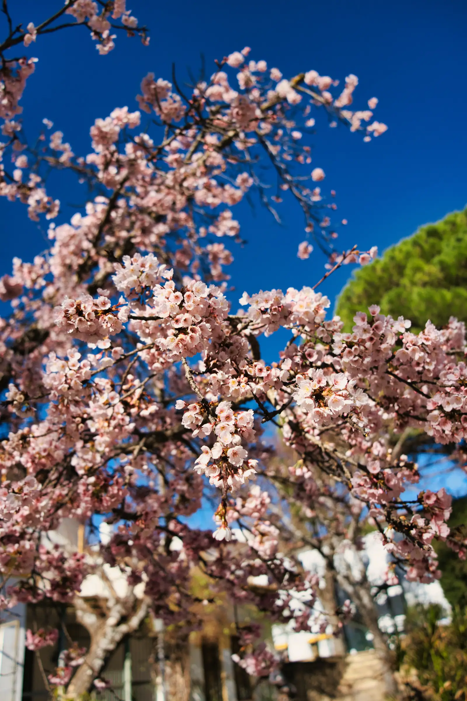 Cherry blossoms in Ronda during spring