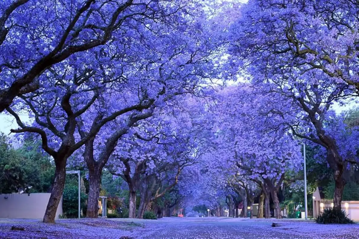 Purple jacaranda canopy over a street in Seville's Maria Luisa Park in late May