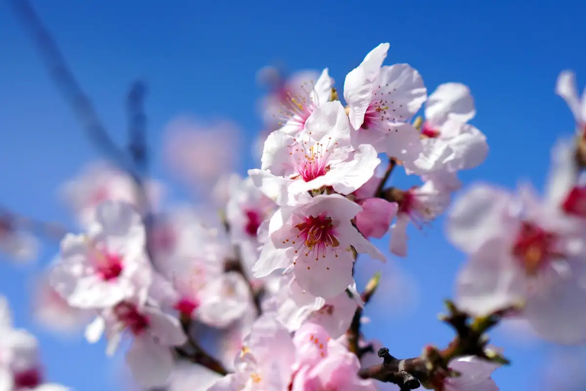 Almond trees in full pink and white blossom across the Guadalest Valley, Alicante