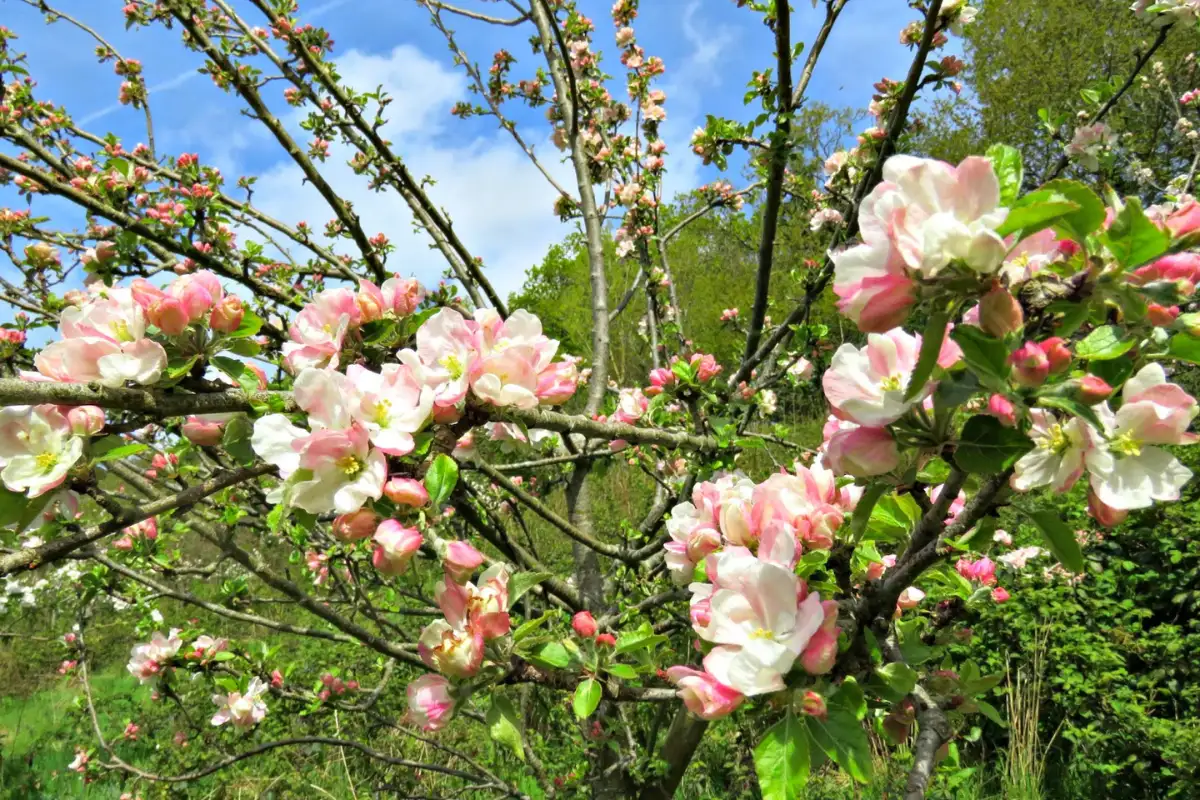 White and pink apple blossom covering orchard valleys in Asturias