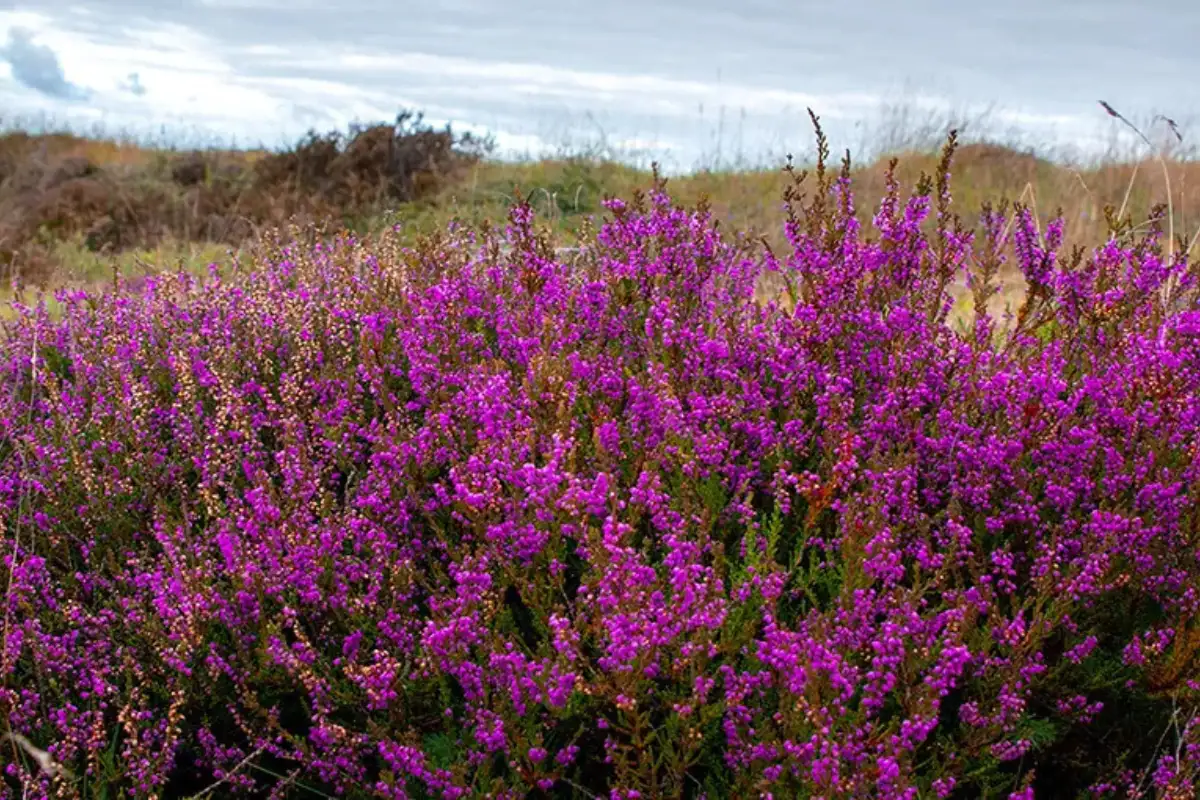 Green hillside trail through Galicia covered in winter bloom along the Camino de Santiago