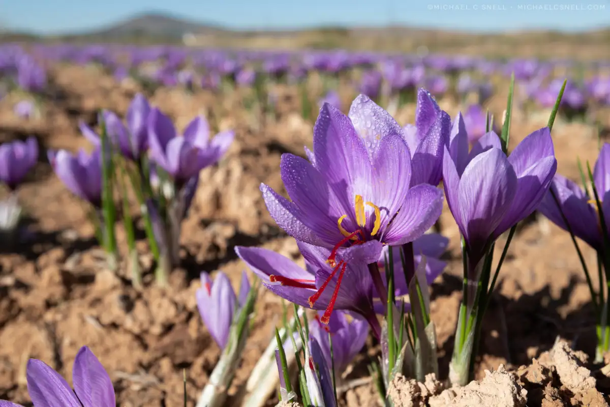 Saffron crocus flowers being harvested in the fields of Castilla La Mancha