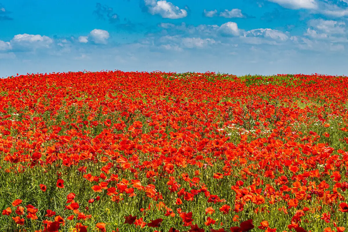 Red poppy field stretching across the Castilla La Mancha countryside in early summer