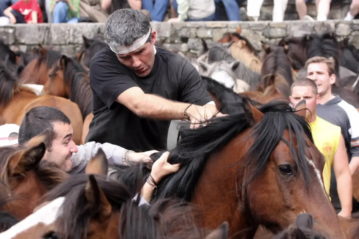 Wild horses being rounded up by handlers at La Rapa das Bestas in Galicia