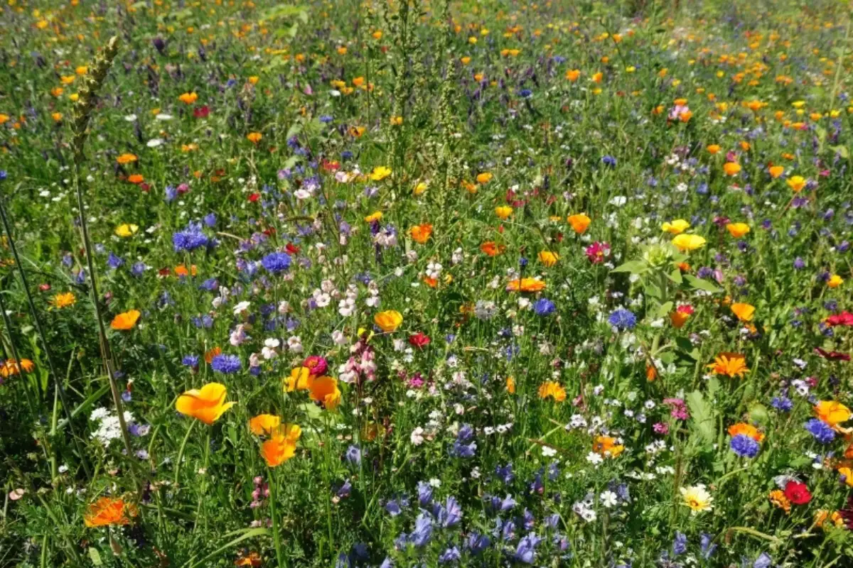 Wildflowers blooming across the arid landscape of Cabo de Gata natural park, Almeria