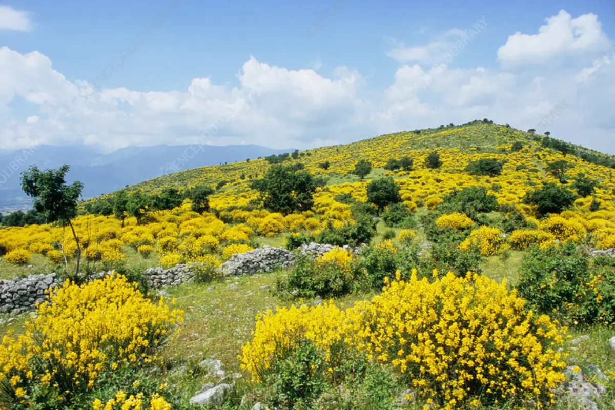 Yellow broom flowers covering the mountainsides of Sierra de Gredos, Avila