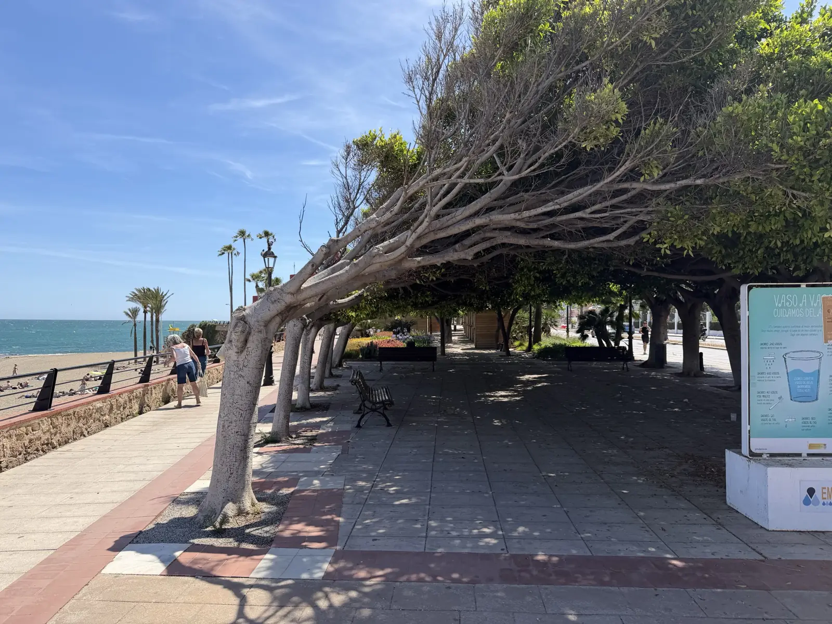 Windswept trees lining the Benalmadena promenade with the beach and sea behind