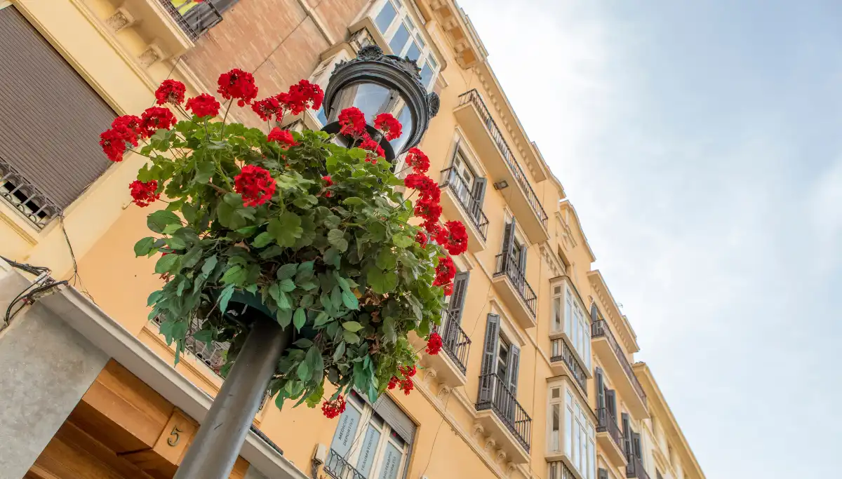 Red geraniums on a lamppost along a shopping street in Malaga city centre