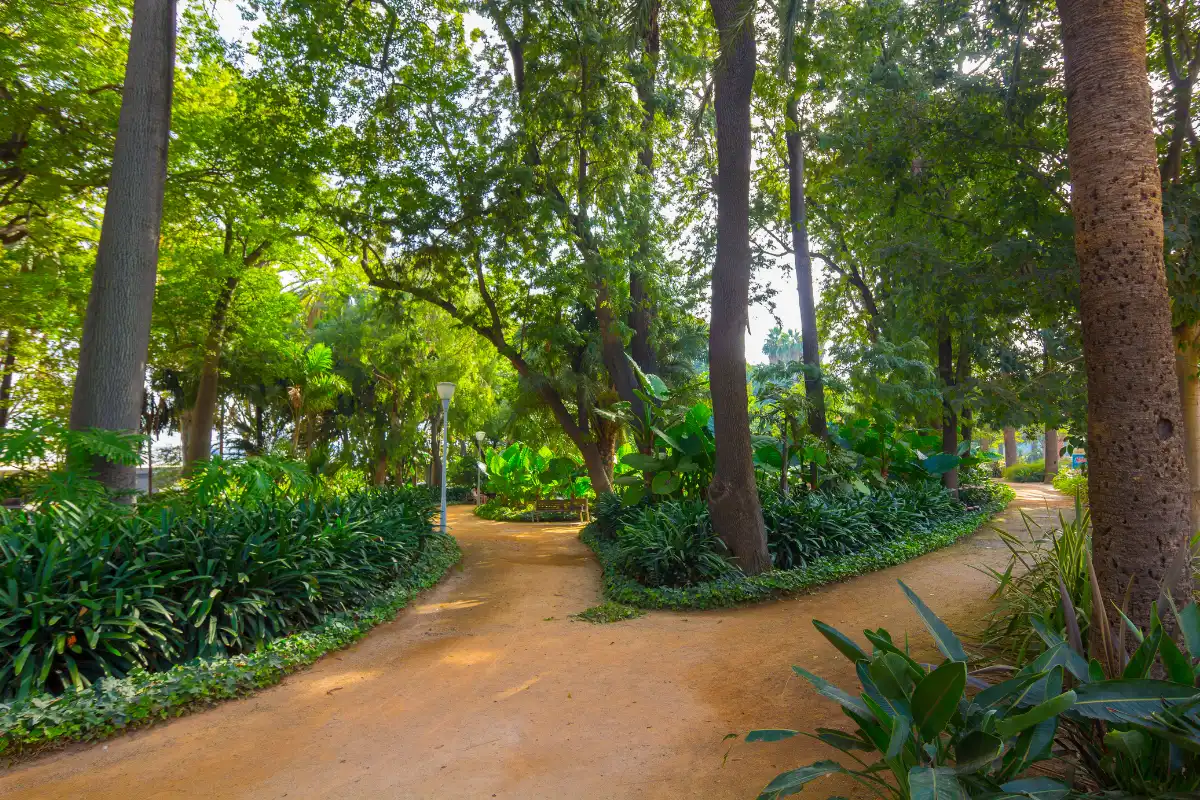 Shaded path through Parque de Málaga lined with tropical trees and lush greenery