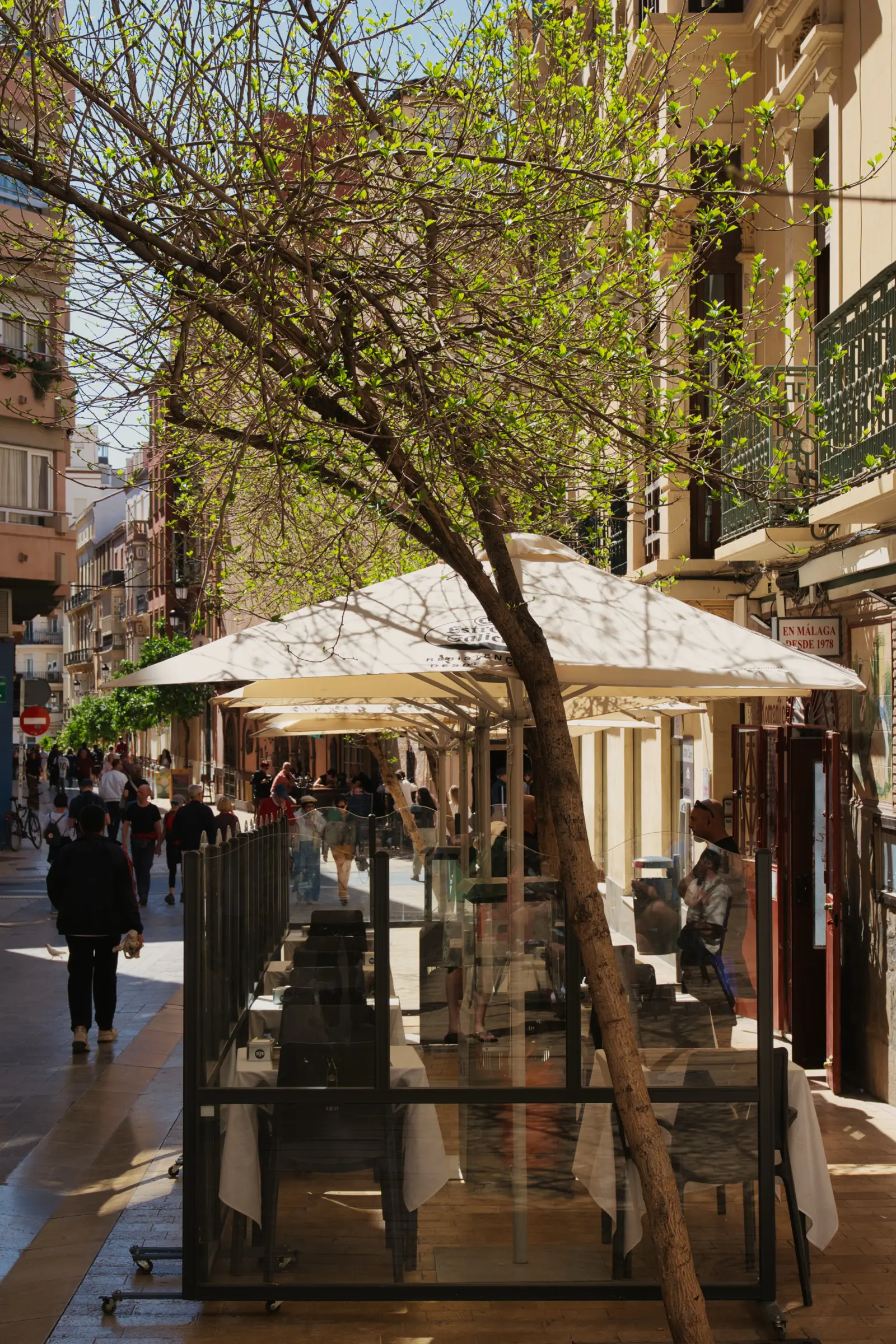 Malaga green trees