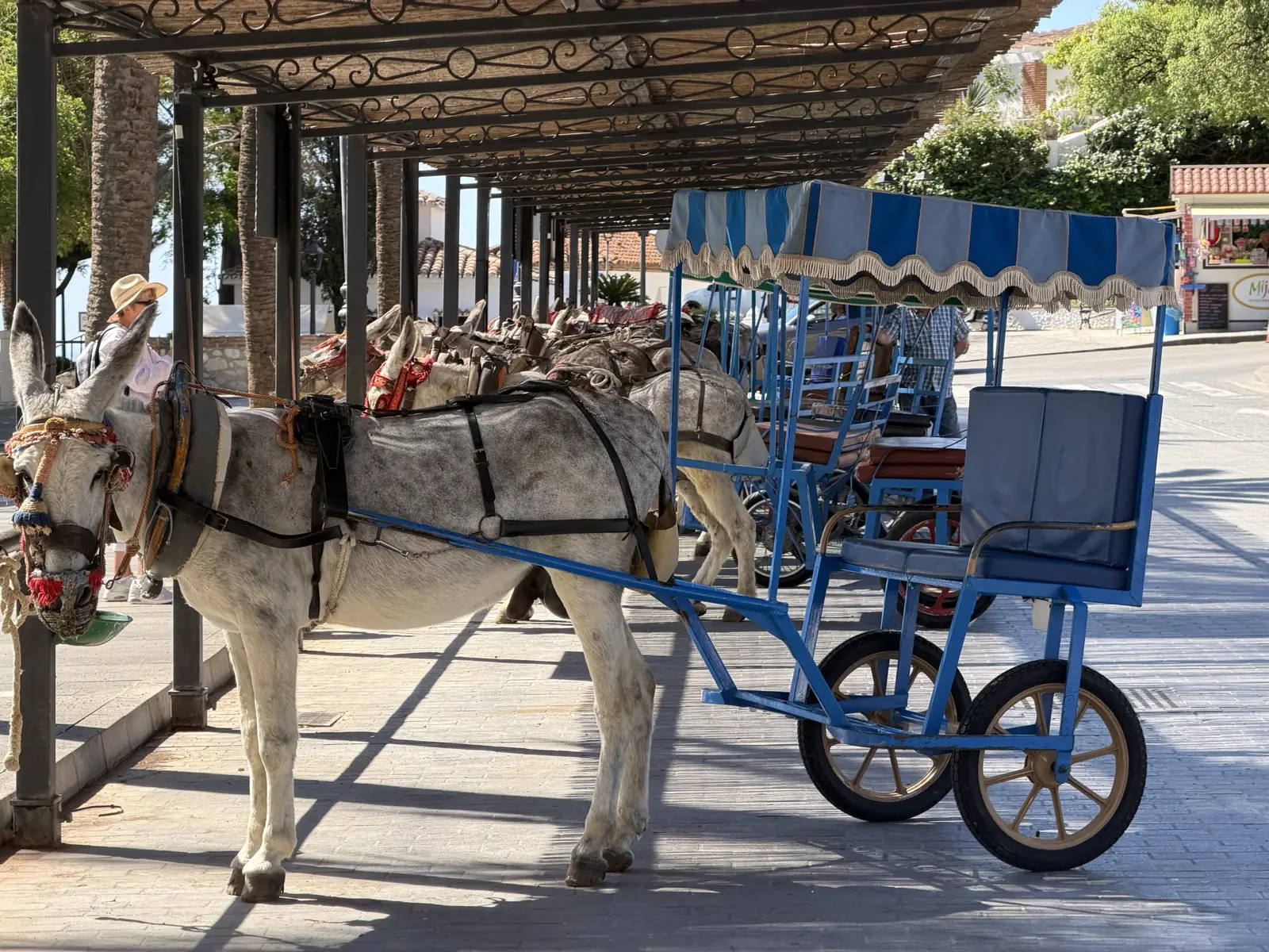 Donkeys lined in a row.