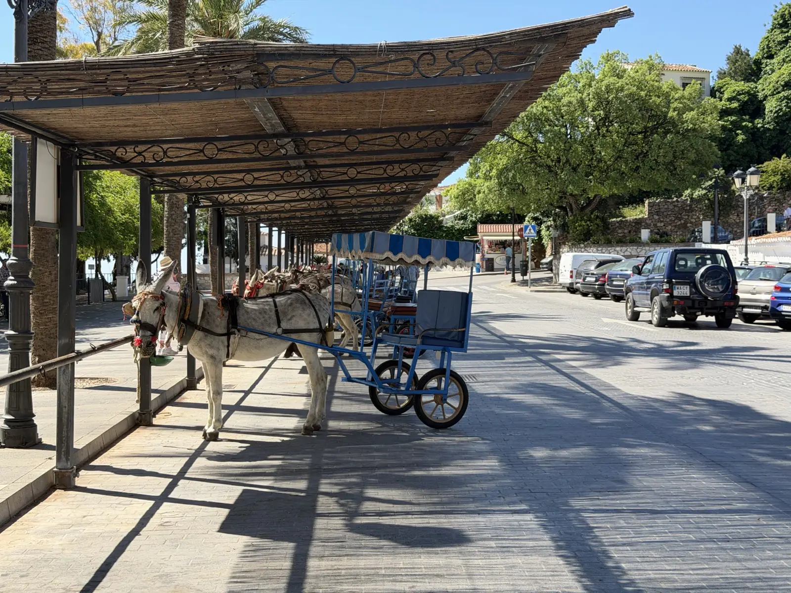 A row of working donkeys in Mijas Pueblo