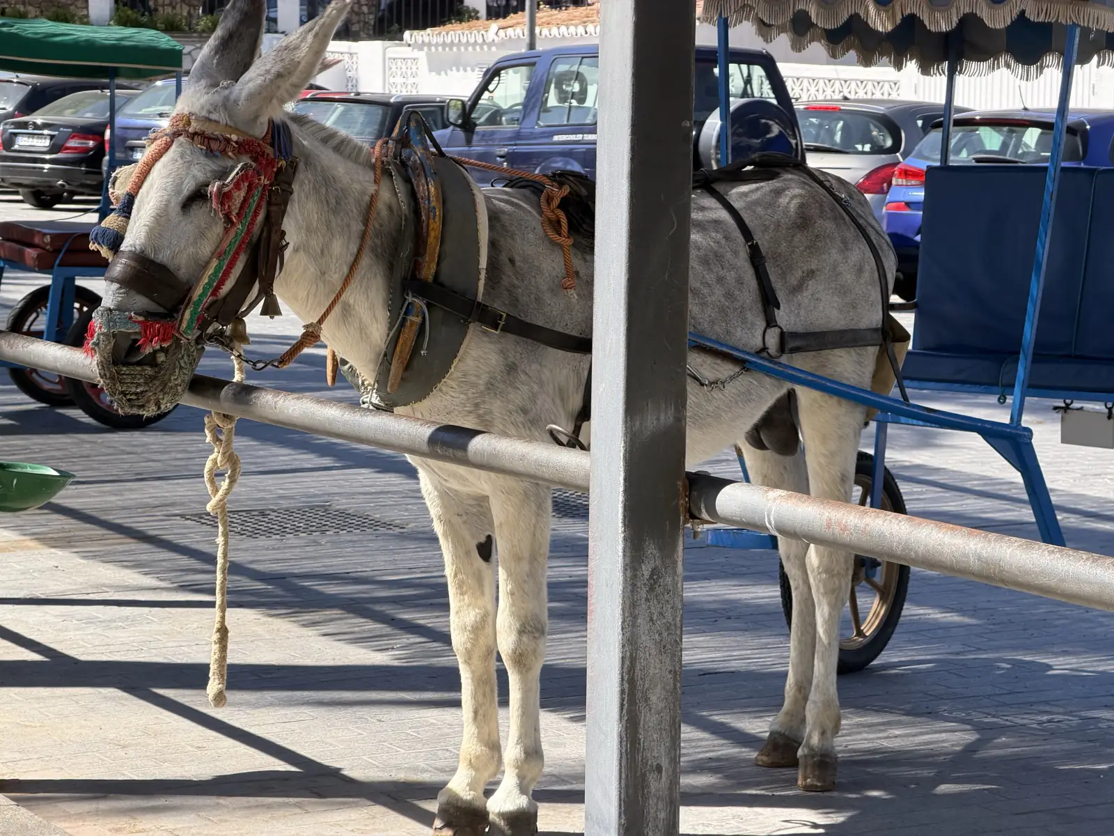 A single donkey in Mijas Pueblo's donkey park