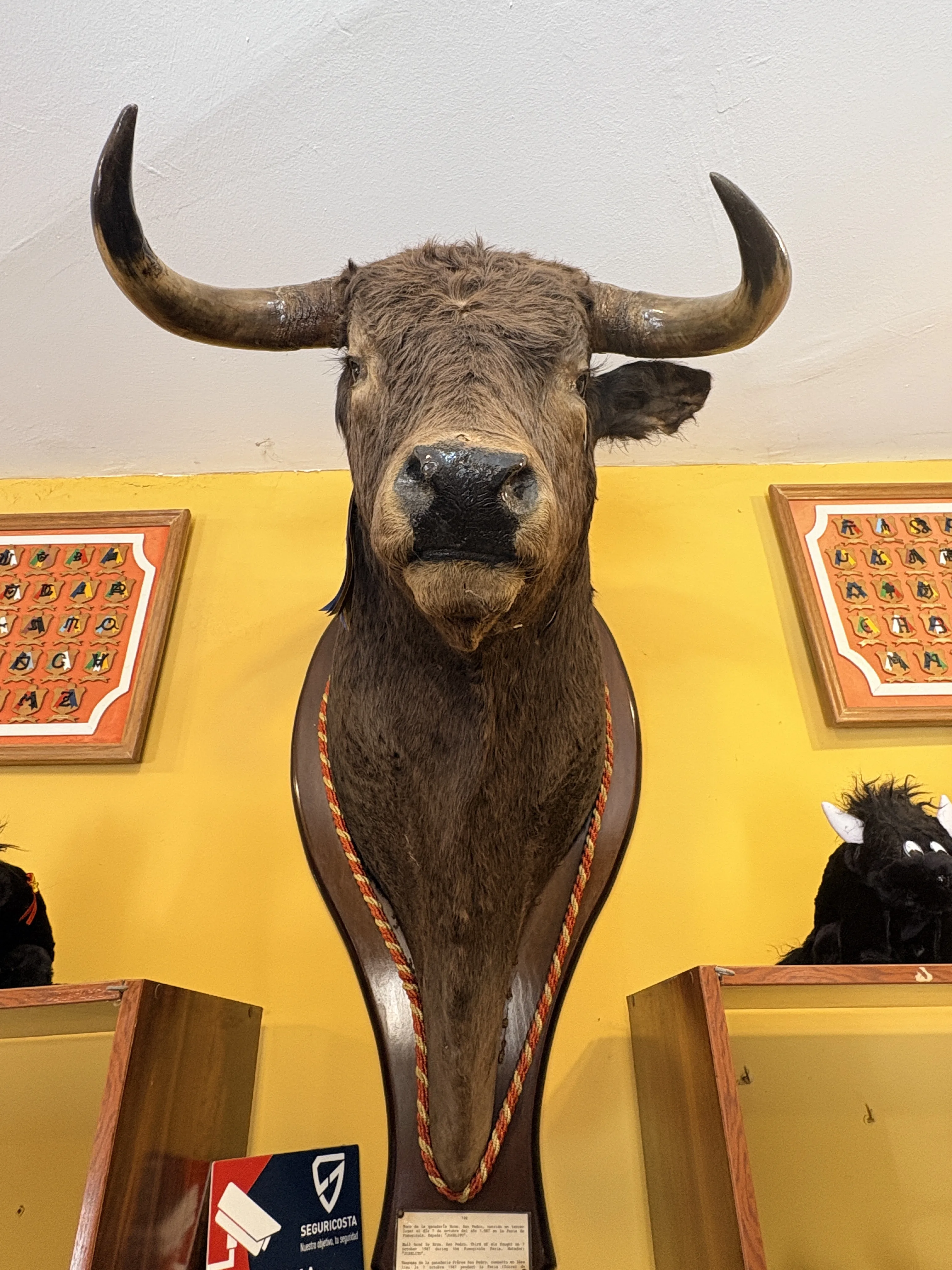 Taxidermied bull's head mounted on a yellow wall inside Mijas bullfighting museum