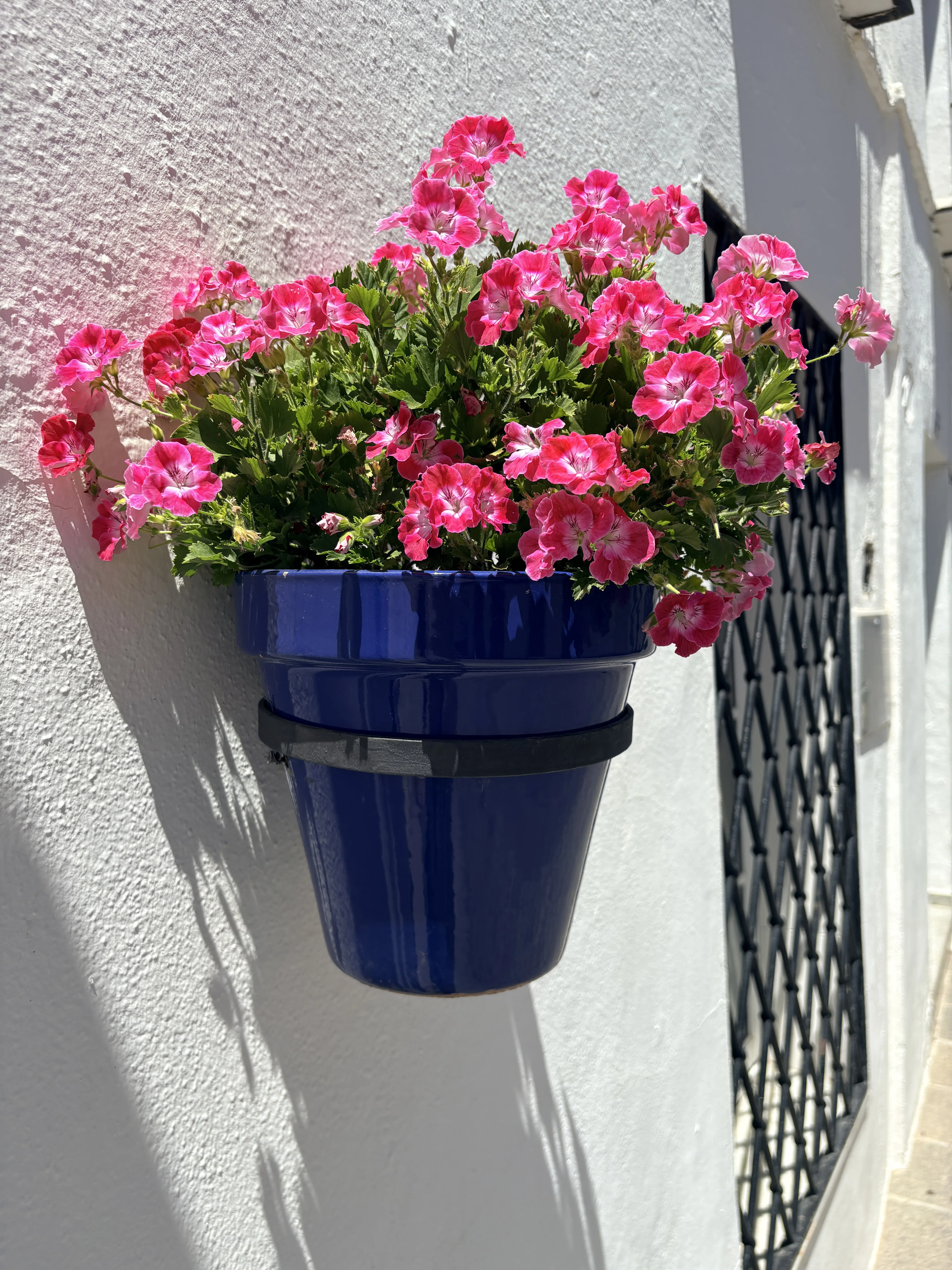 Close-up of pink geraniums in a blue ceramic pot on a white wall in Mijas