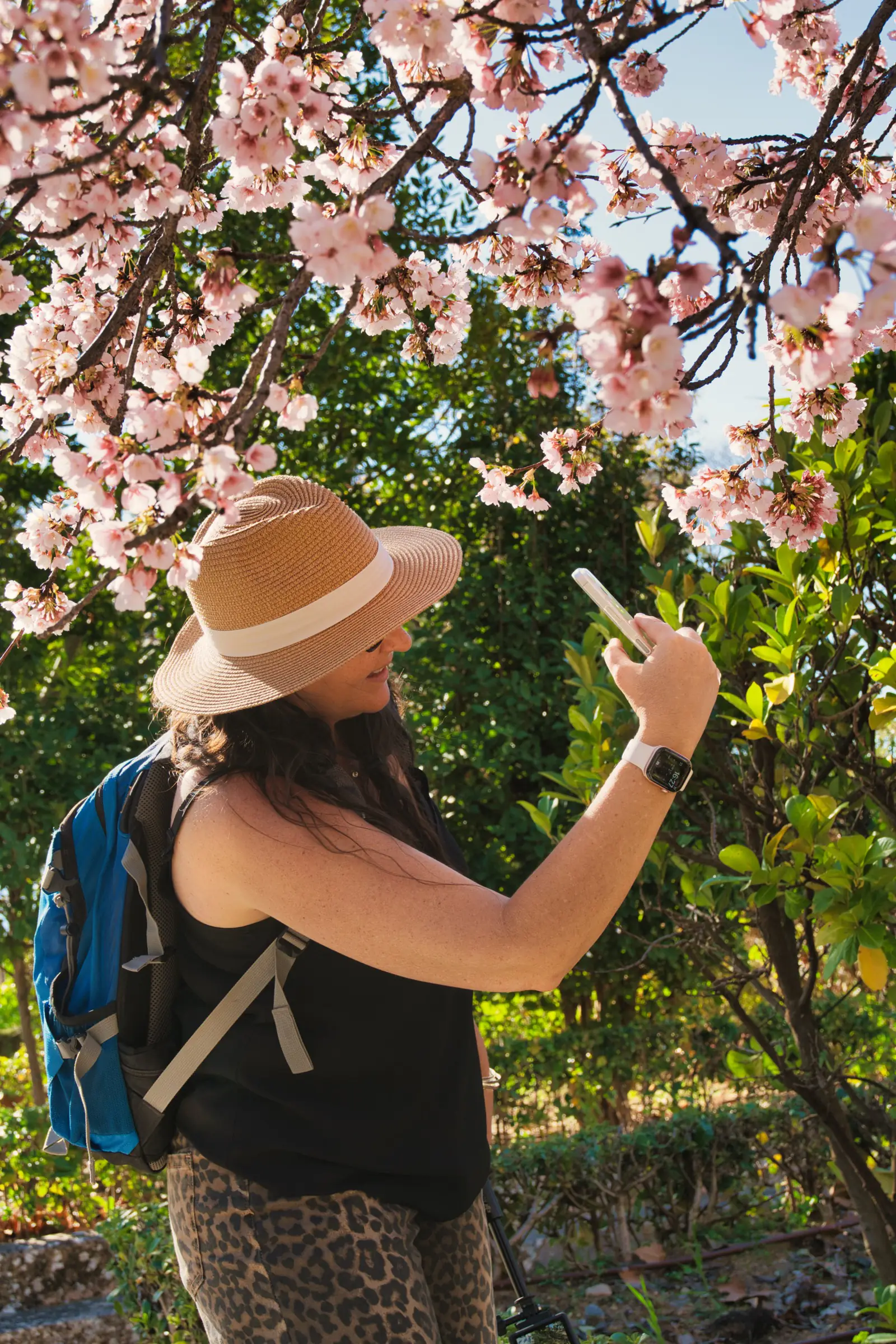 Cherry blossom trees lining a Ronda street